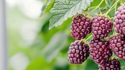 Freshly picked black raspberries on a vine, in a greenhouse setting, ready for harvest