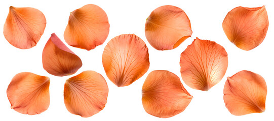 Set of orange pink delicate rose petals, full depth of field, isolated on transparent background, cutout png.