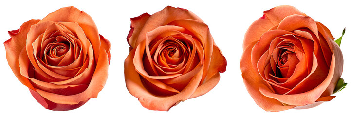 Set of orange pink delicate rose flower, full depth of field, isolated on transparent background, cutout png