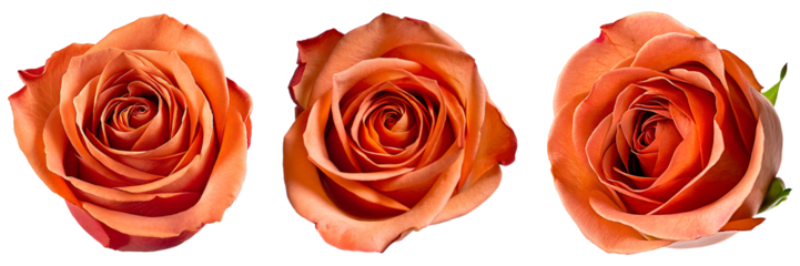 Set of orange pink delicate rose flower, full depth of field, isolated on transparent background, cutout png