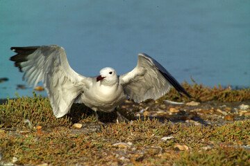Corsican Gull - Audouin's Gull Larus audouinii Stintino, Casaraccio Lagoons, Sassari, Sardinia, Italy...