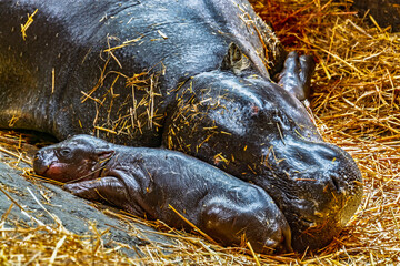 Newborn pygmy hippoptamus baby,