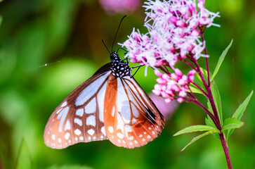 フジバカマの花にとまるアサギマダラ