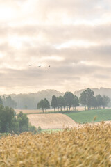 żurawie przy wschodzie słońca na kaszubach © SILVERY BIRD