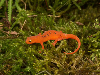 Bright orange red eft newt juvenile salamander with black spots resting on a bed of green moss