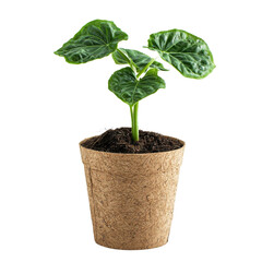 green potted plant with large, glossy leaves in natural cork pot, symbolizing growth and vitality. Perfect for home decor or indoor gardening enthusiasts