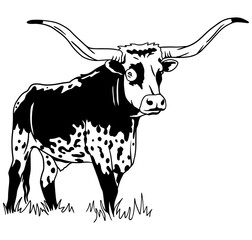 Texas longhorn vector. Design element for poster, t-shirt print, banner. Texas longhorn cattle head and body icon