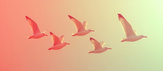 Fototapeta premium Five gulls fly sunset sky, pastel