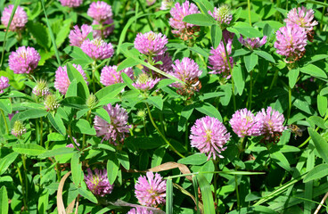 Fototapeta premium a bunch of pink Clover in Bloom