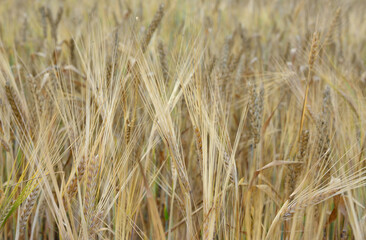 Golden Barley Field close up wheat background