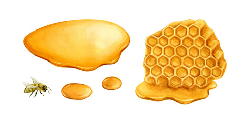 Honeycomb, spreading honey, bee - watercolor hand drawn illustration isolated from background. Beekeeping product, natural honey, ingredient for drinks and dishes