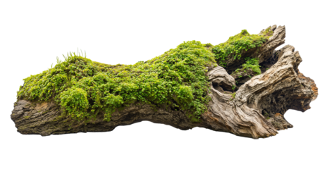 Wooden log covered in moss isolated 