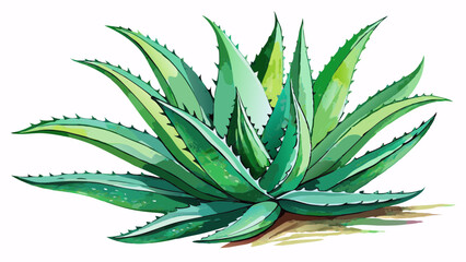 A watercolor vector of Aloe vera branch, isolated on a white background.