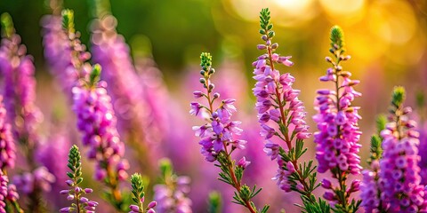 Obraz premium Stunning close-up shots reveal the intricate details of wild heather blooms.