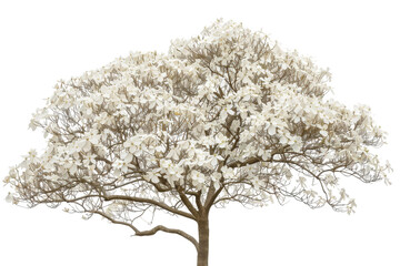 Obraz premium Elegant dogwood tree with beautiful pink and white flowers blooming in a peaceful garden isolated on transparent background