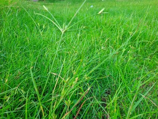 a view of green grass decorated with small flowers that have just grown