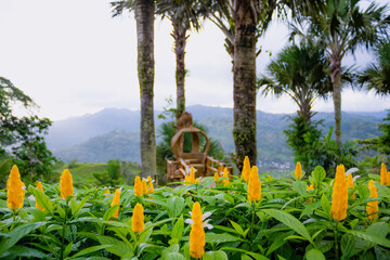 Beautiful yellow flower green leaves in the garden sirao cebu city