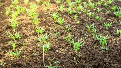 Healthy Water Spinach Plants Growing in Sunlit Soil


