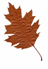 A pressed and dried oak leaf in autumn colour on a white background.