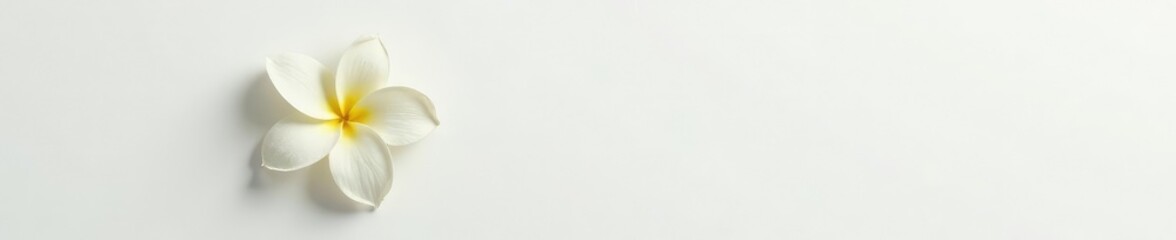 Fototapeta premium Single white vanilla flower on a plain background with shadows, plant, whites