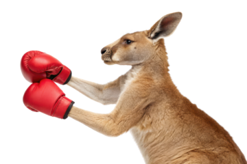Kangaroo Wearing Red Boxing Gloves in Action Pose Against White Background