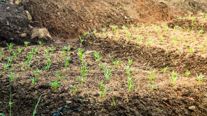 Fresh Water Spinach Sprouts in Organic Soil

