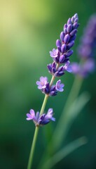 Obraz premium Delicate twig with lavender flowers gently swaying, plant, greenery, twigs