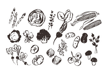Line art vegetable icons, hand drawn outline illustrations