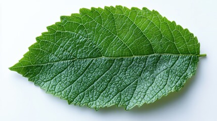 green grape leaf isolated on transparent background