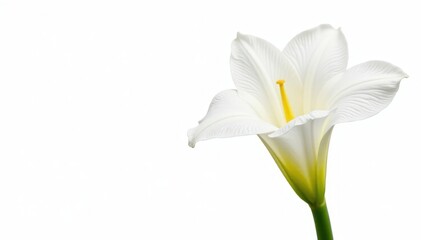 Single gladiolus with white petals isolated on a white background, isolated, studio