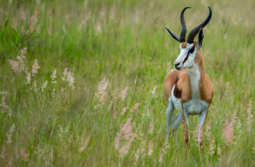 Amidst the blades of grass.