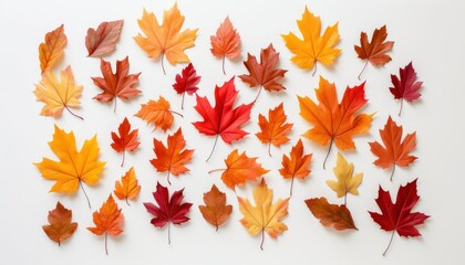 Vibrant autumn leaves arrangement on white background. Fall foliage for seasonal design