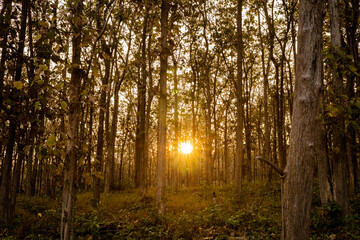 Fototapeta premium Forest with sunlight filtering through the trees in the evening, warm tones.