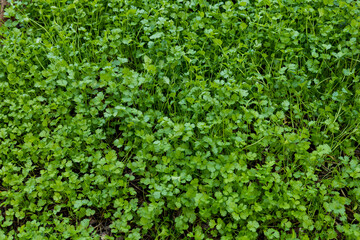 Top view of green coriander in garden, farmer and economic crop
