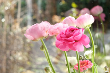 明るい窓際のラナンキュラス