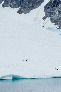 Four Gentoo Penguins -Pygoscelis papua- standing on an iceberg in the Lemaire channel, Antarctic peninsula