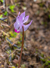 Ivy-leaved Cyclamen (Cyclamen hederifolium) in its Natural Habitat.