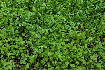 Top view of green coriander in garden, farmer and economic crop