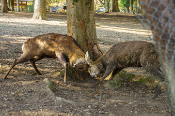 秋の奈良公園と鹿、飛火野