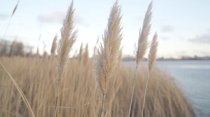 Obraz premium Pampas grass by lake, winter sunset, nature background, peaceful scene