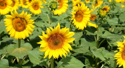 Fototapeta premium Sunflowers in a field close-up, agriculture, harvest, bright, beautiful, summer, spring, nature, village, 