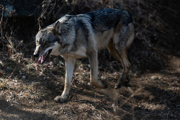 Obraz premium タイリクオオカミ スイ