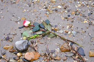 Loneliness shows the abandoned lover, the rose on the shore among the pebbles.