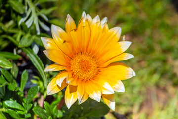 The Vibrant Orange Beauty of Gazania rigens Plant