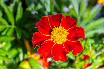 Tagetes erecta: Colorful Floral Beauty in Nature