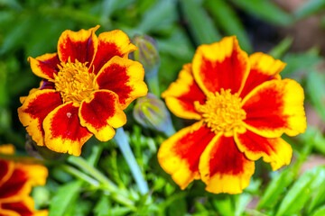 Tagetes erecta: Natural Beauty of Marigold