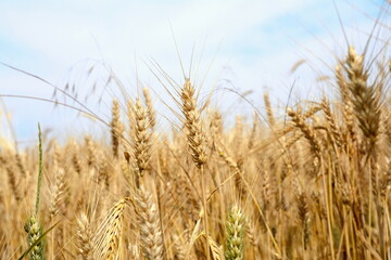 Close up of wheat ears, field of wheat in a summer day. Harvesting period. Ears of wheat. Summer in the golden colors of the harvest field 