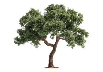 Cork oak tree.