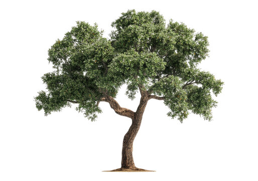 Cork oak tree.