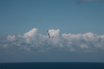 Flight acrobatics on Heligoland cliffs by the northern fulmar